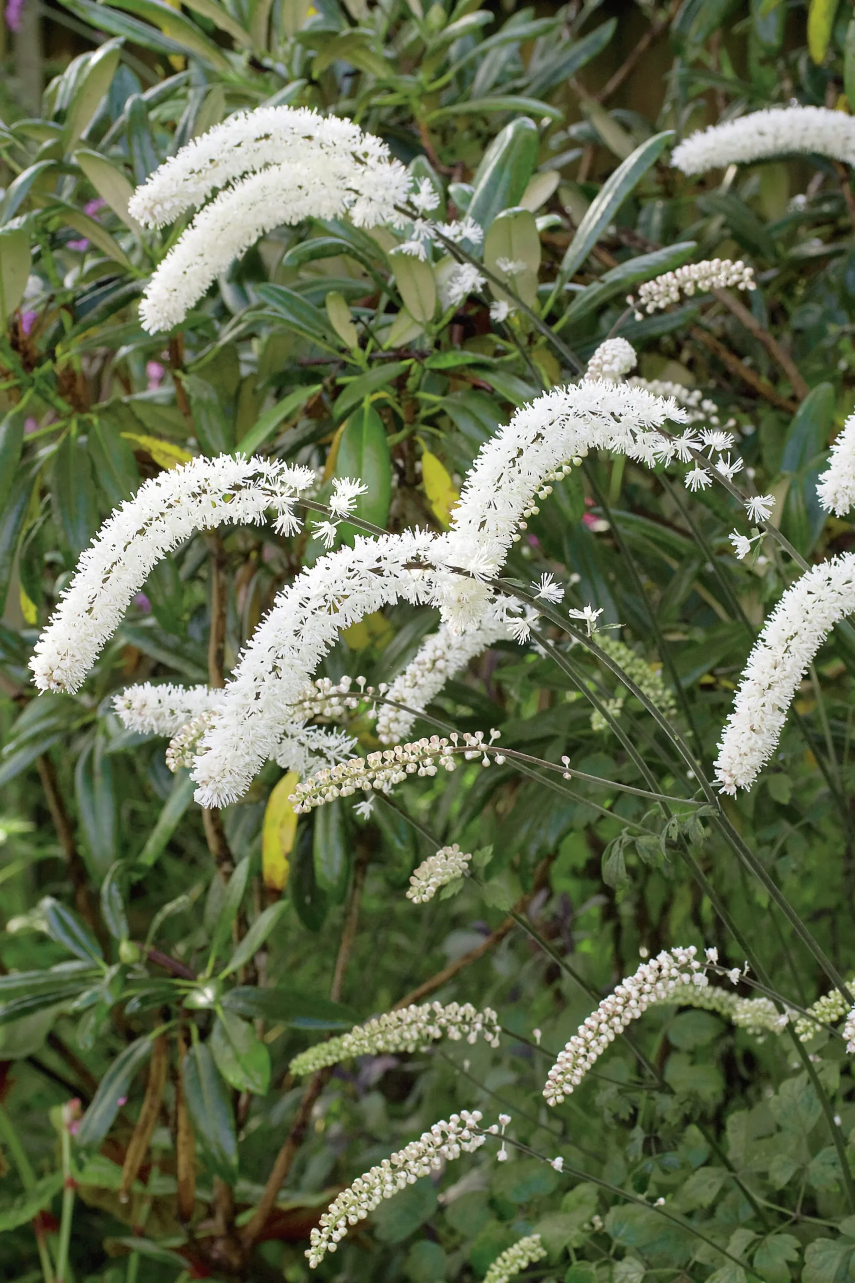 Höstsilverax 'Brunette' 2L>Omnia garden Hot