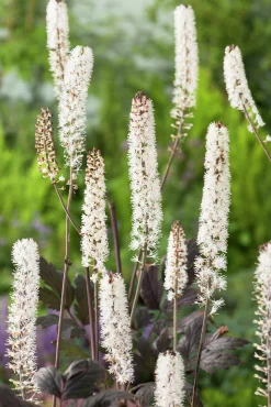 Höstsilverax 'Pink Spike'>Omnia garden Hot