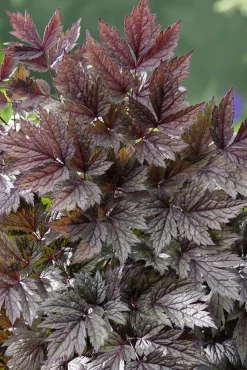 Höstsilverax 'Pink Spike'>Omnia garden Hot
