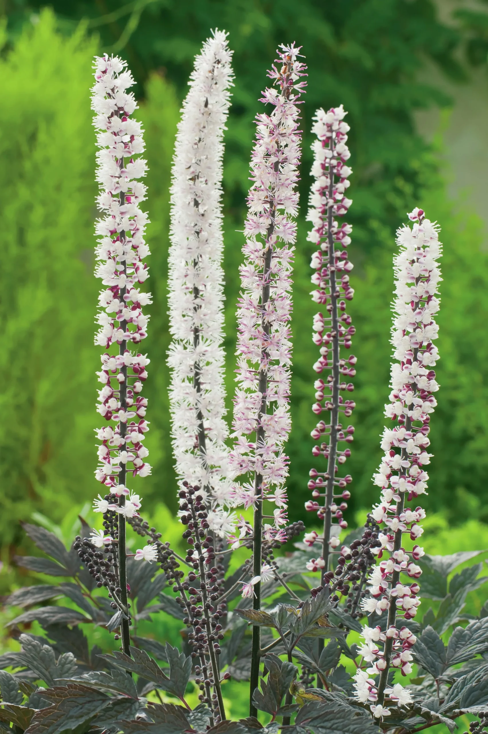 Höstsilverax 'Pink Spike' 2L>Omnia garden New