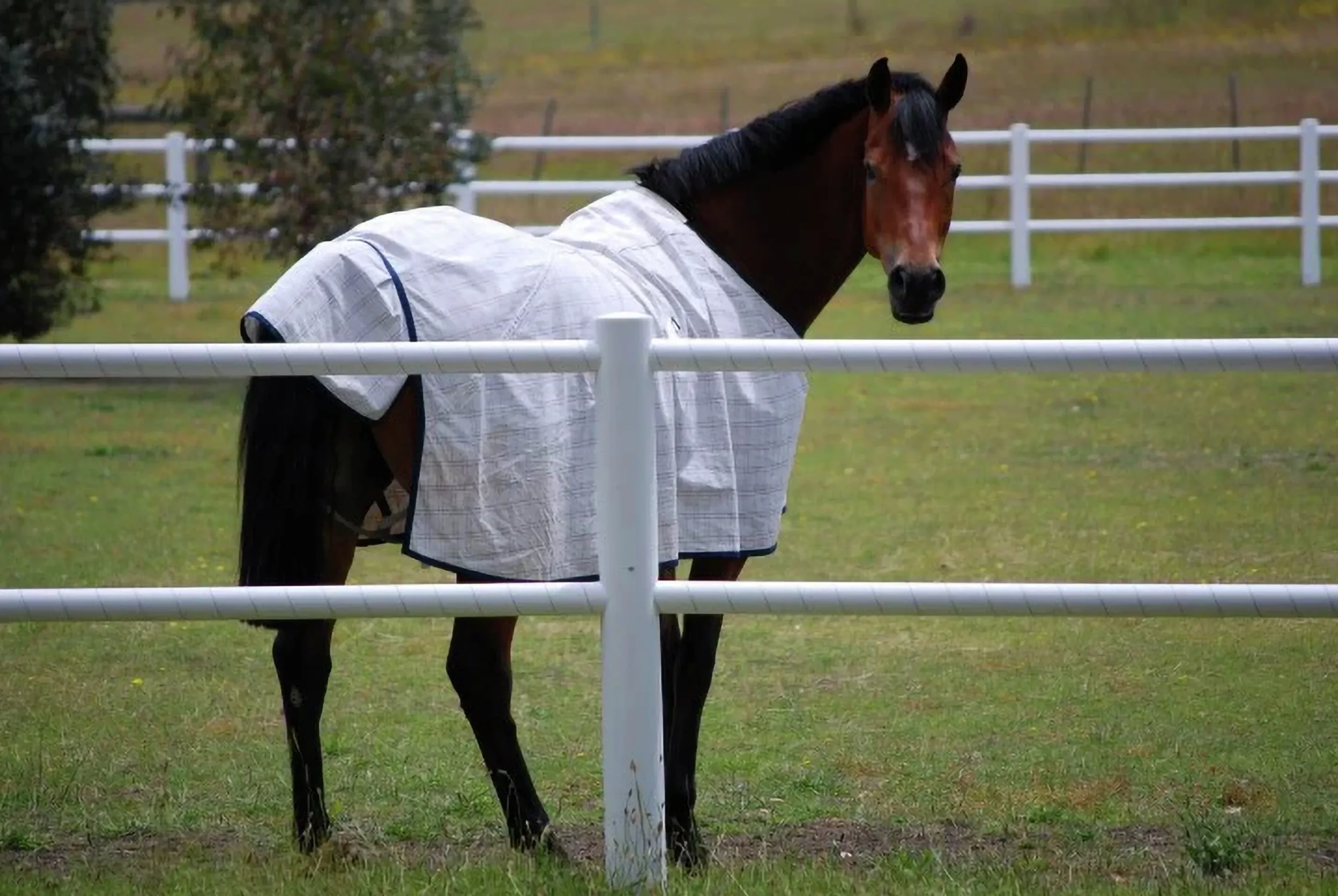Häststaket med 2 slanor & grind (hemleverans)>Equisafe Sale
