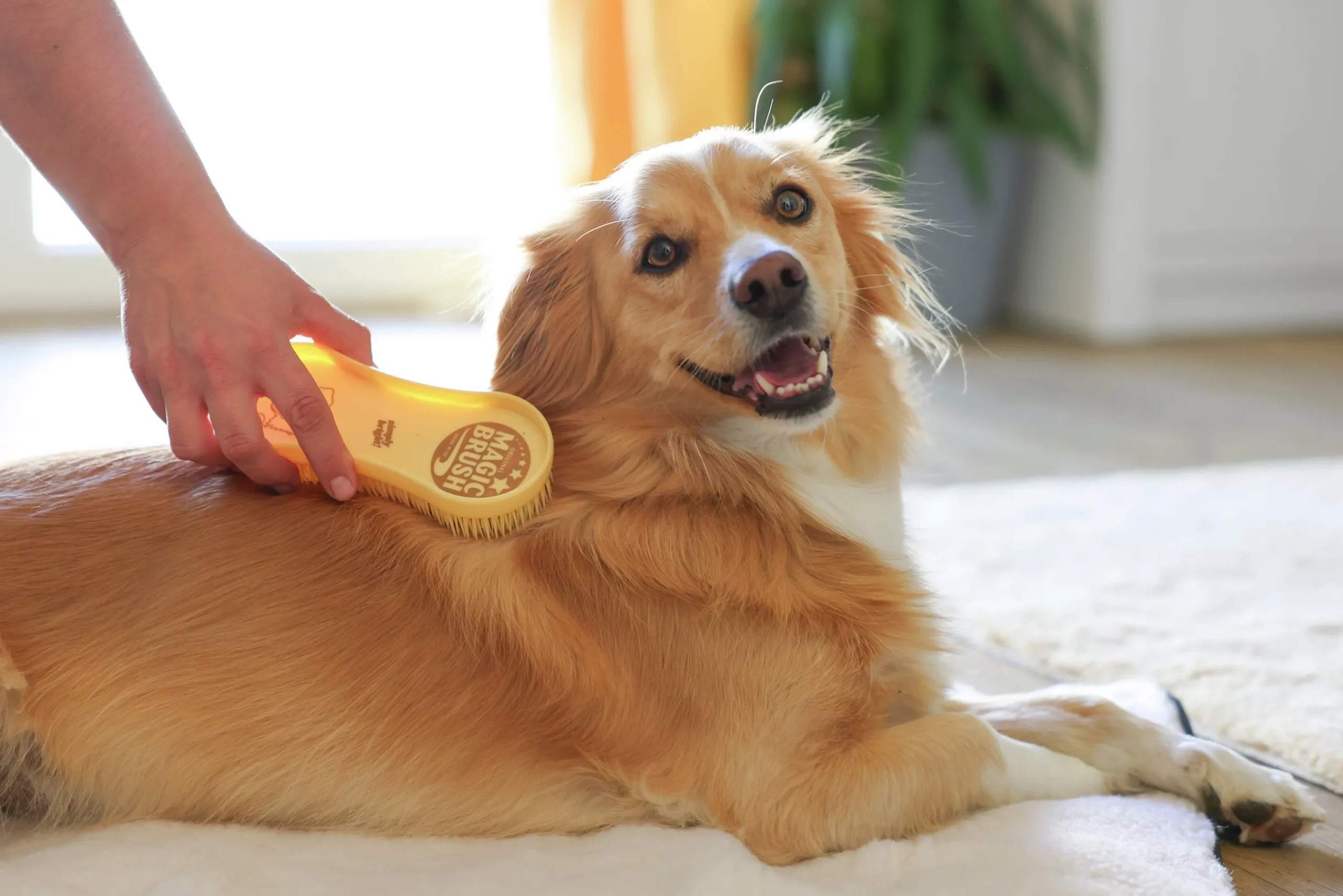 Hundborste Golden>MagicBrush New