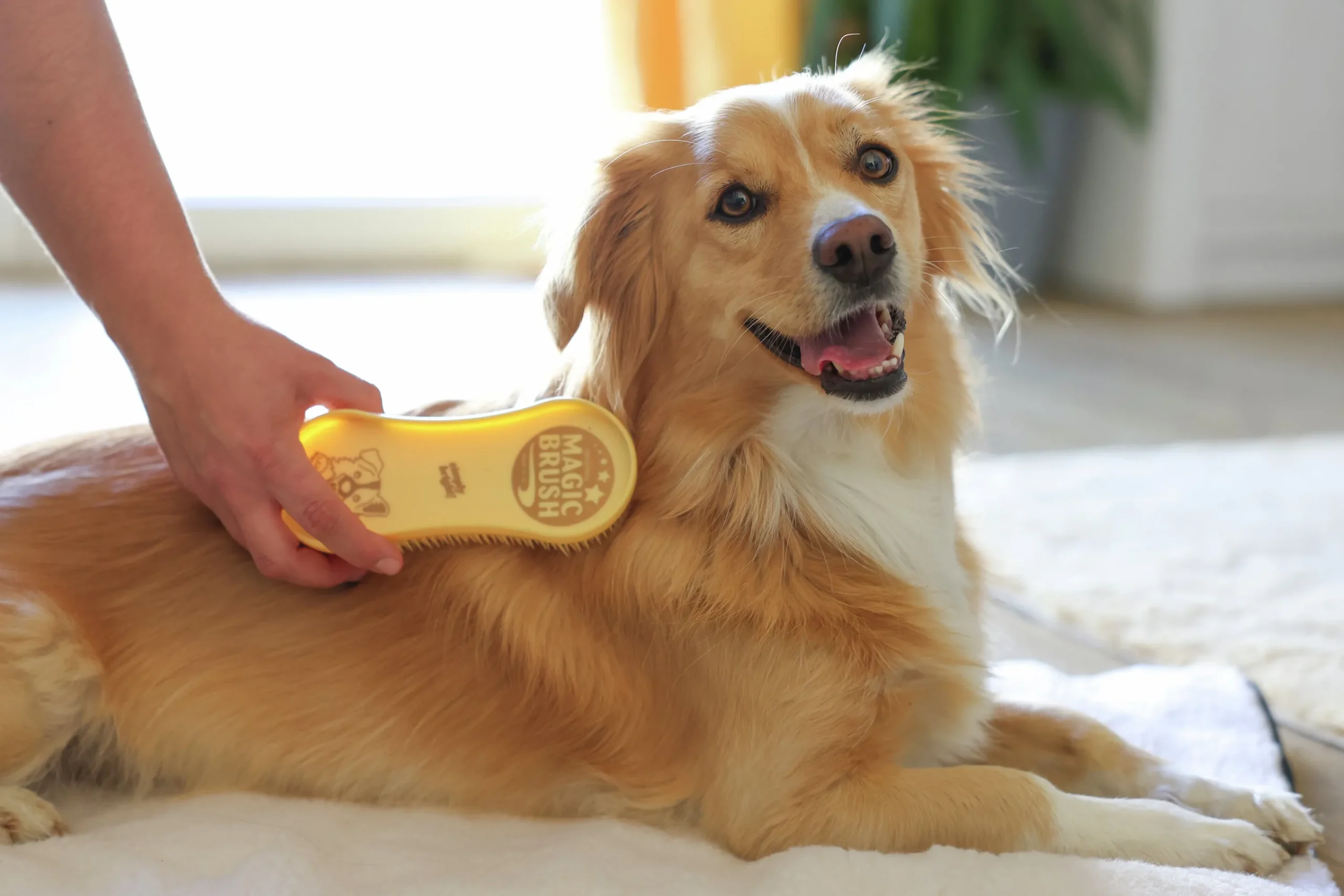 Hundborste Golden>MagicBrush New