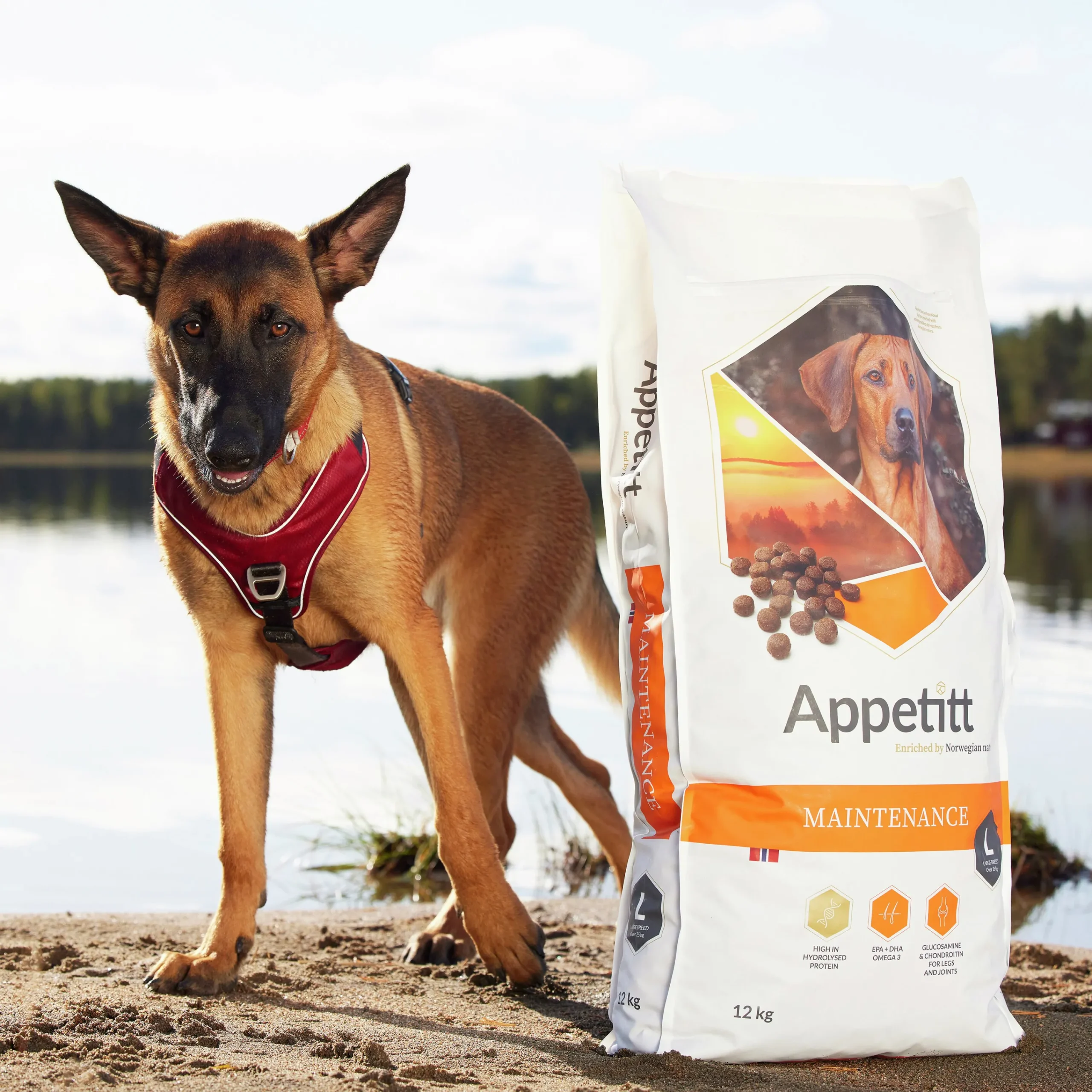 Hundfoder Maintenance Large 12kg>Appetitt New