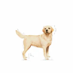Hundfoder Labrador Retriver Adult 12kg>Royal Canin New