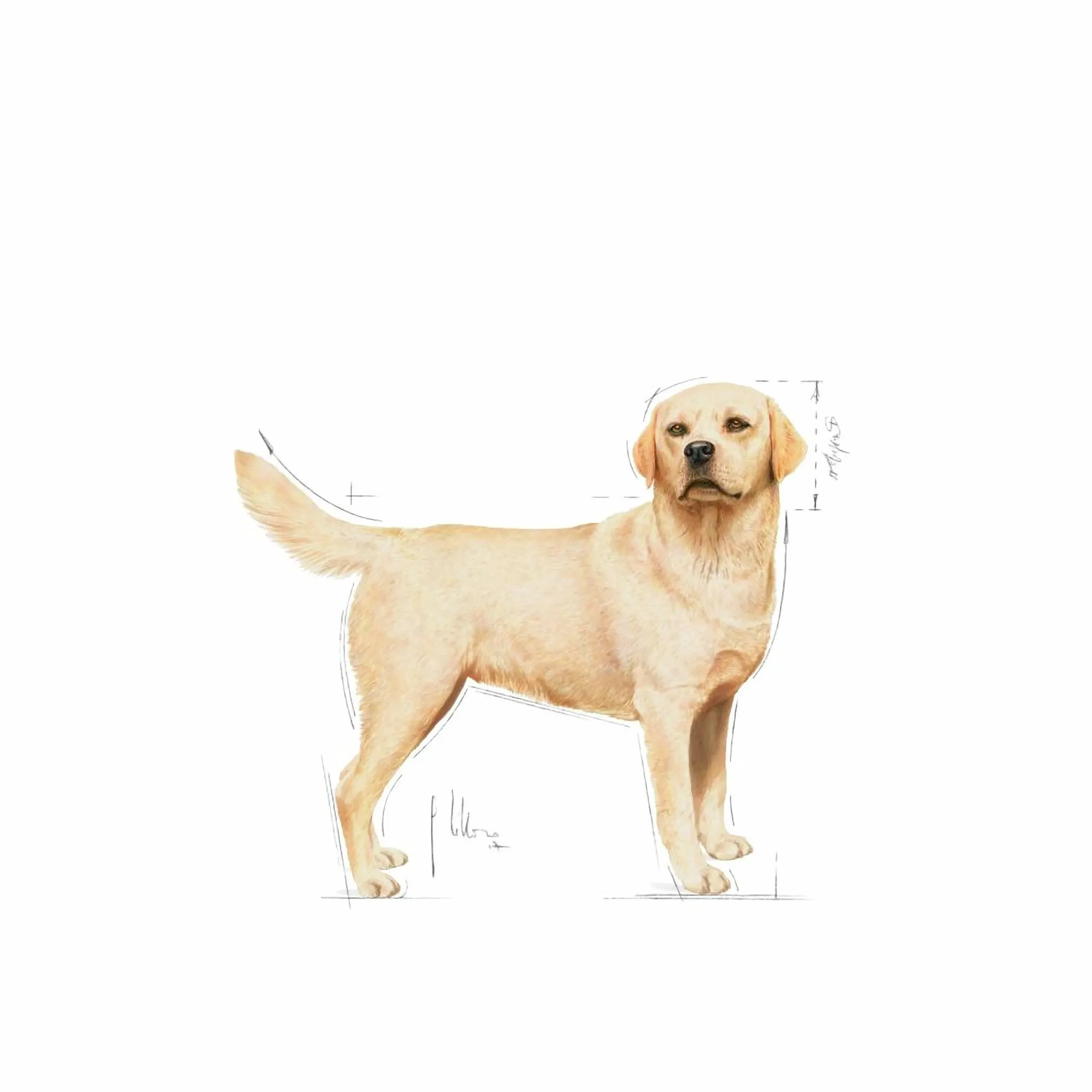 Hundfoder Labrador Retriver Adult 12kg>Royal Canin New