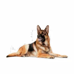 Hundfoder Maxi Ageing 8+ 15kg><noscript><img width=