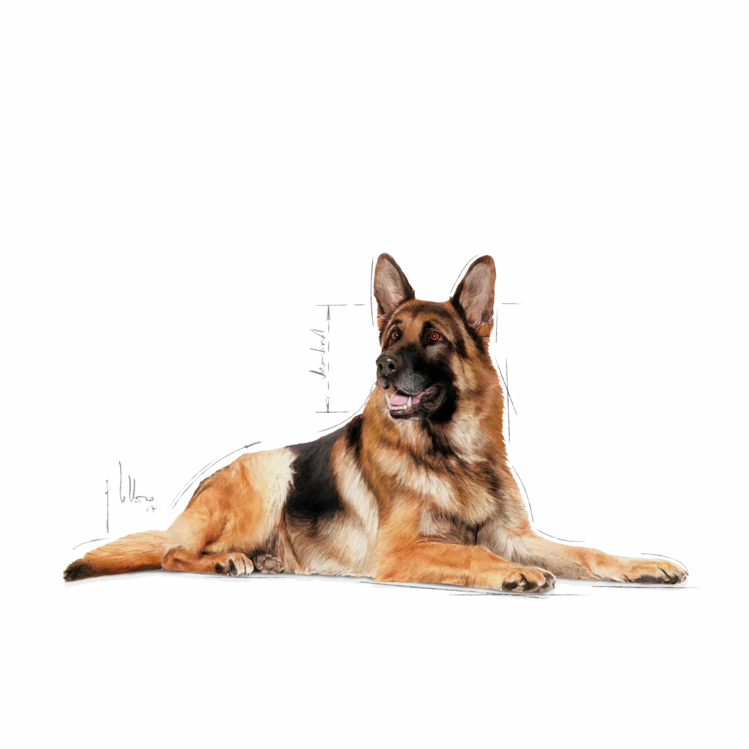 Hundfoder Maxi Ageing 8+ 15kg>Royal Canin Discount