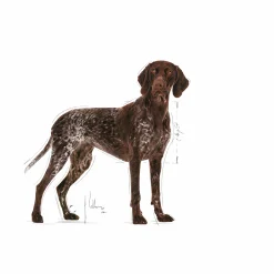 Hundfoder Maxi Digestive Care 12kg><noscript><img width=