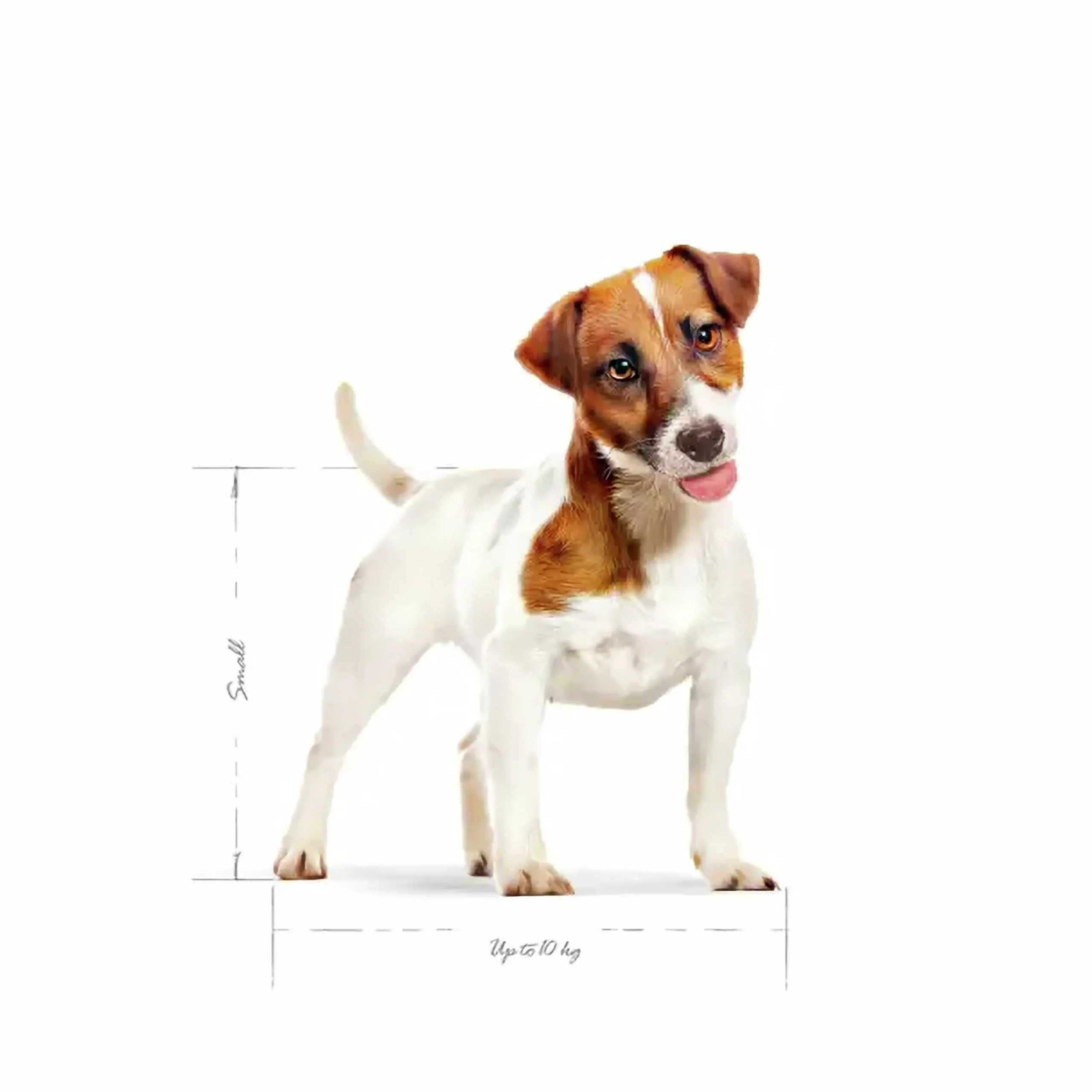 Hundfoder Mini Adult>Royal Canin New