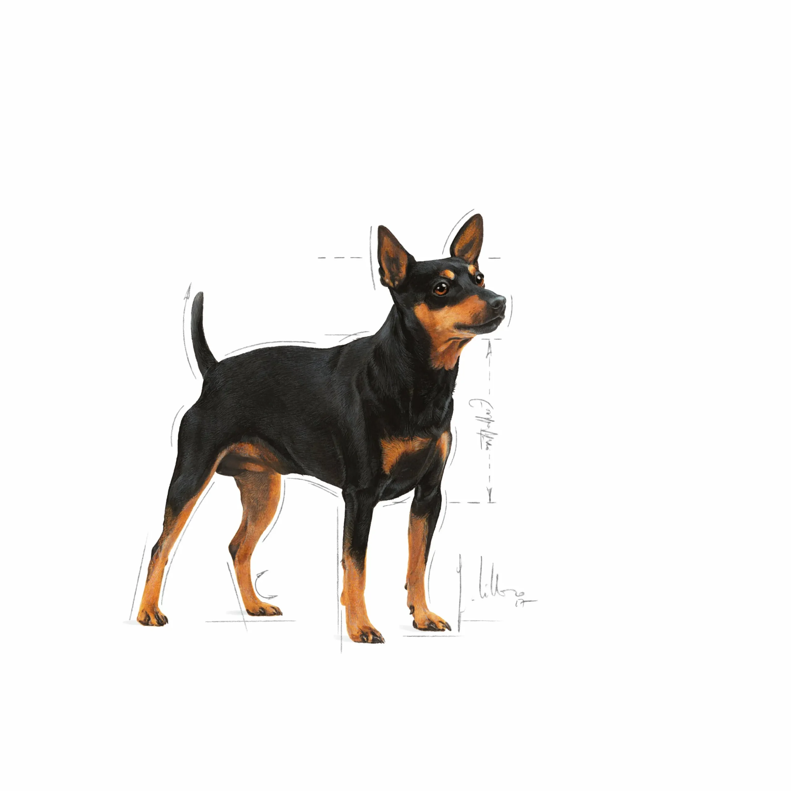 Hundfoder Mini Digestive Care 3kg>Royal Canin Outlet