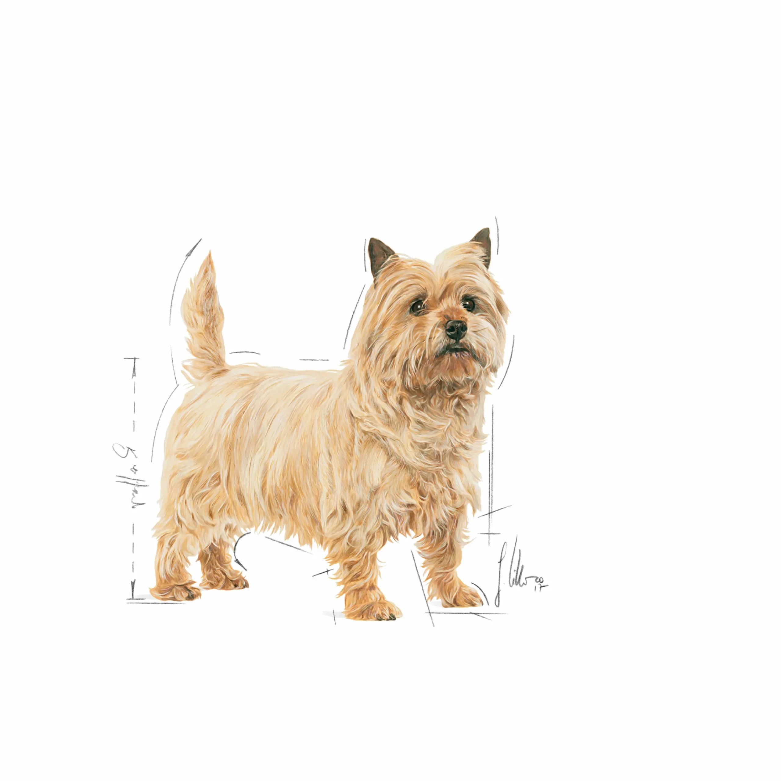 Hundfoder Mini Light Weight Care 3kg>Royal Canin