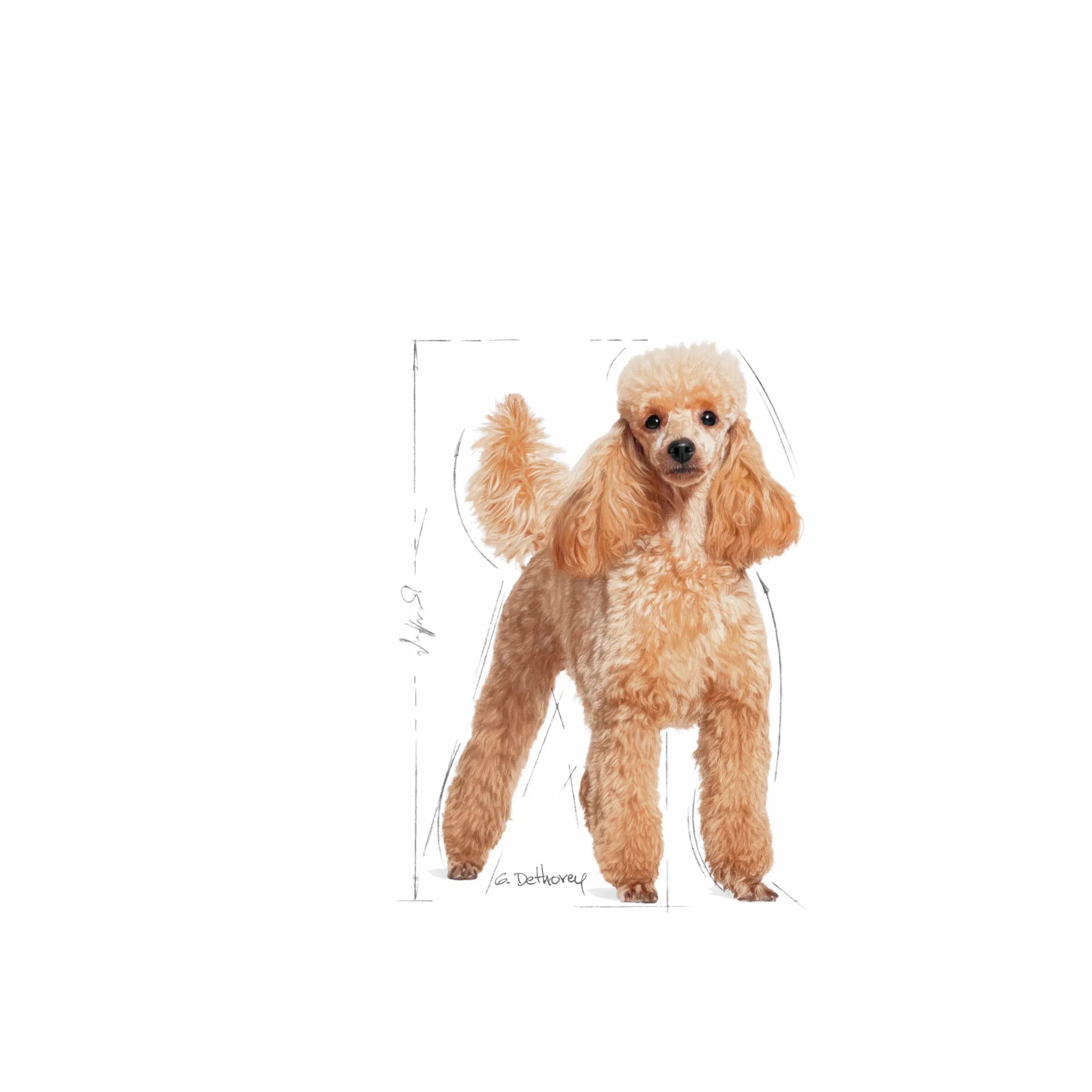 Hundfoder Poodle Adult 7,5kg>Royal Canin Online
