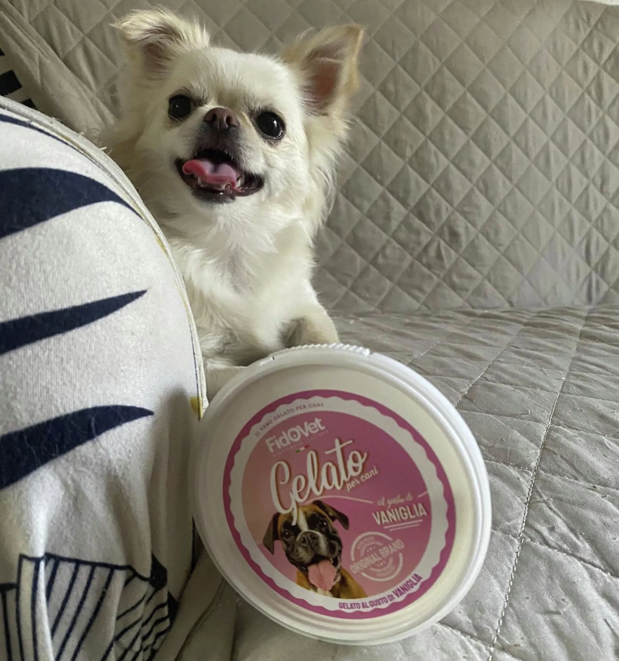 Hundglass Gelato Vanilj 40g>Fidovet Online