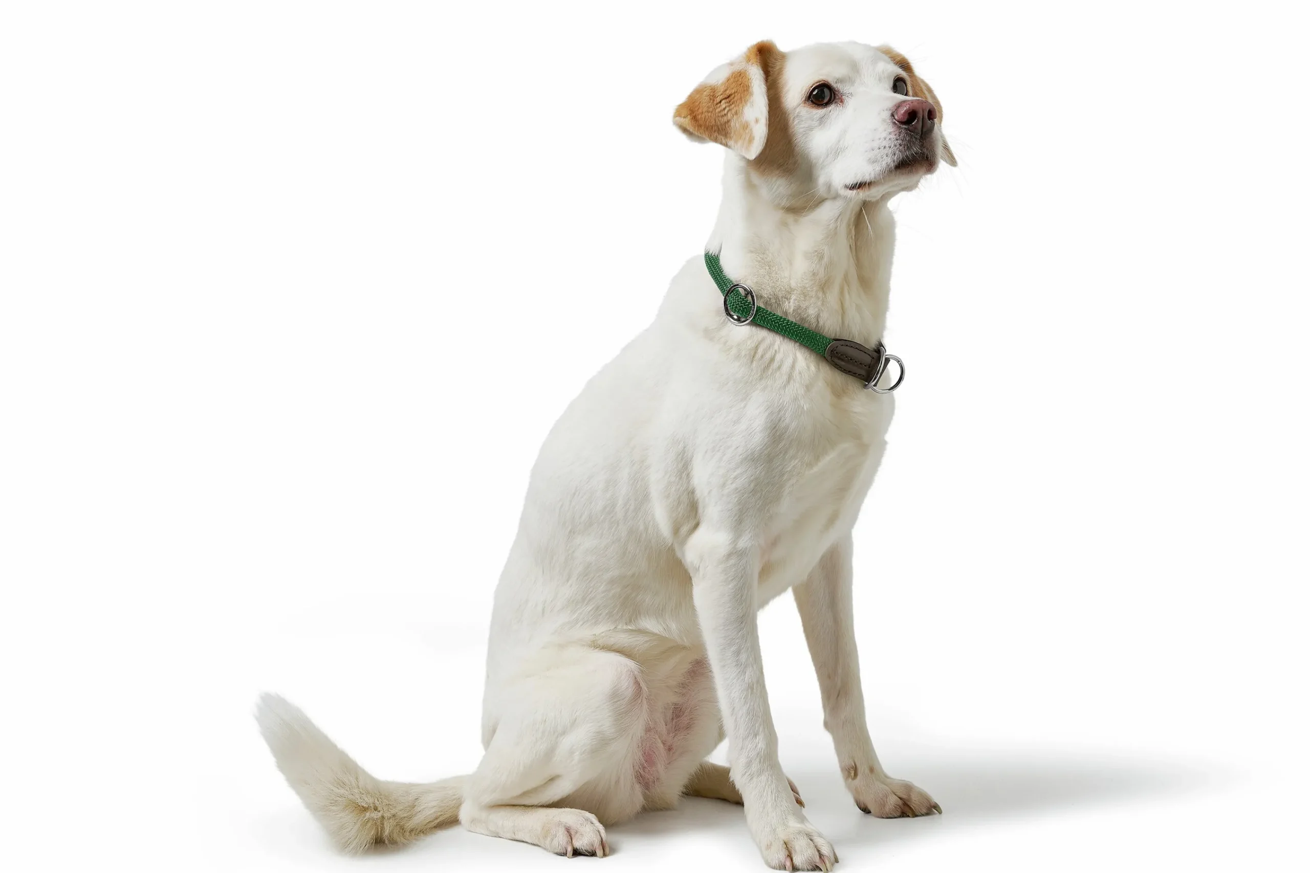 Hundhalsband Freestyle Halvstryp Grön>Hunter Online
