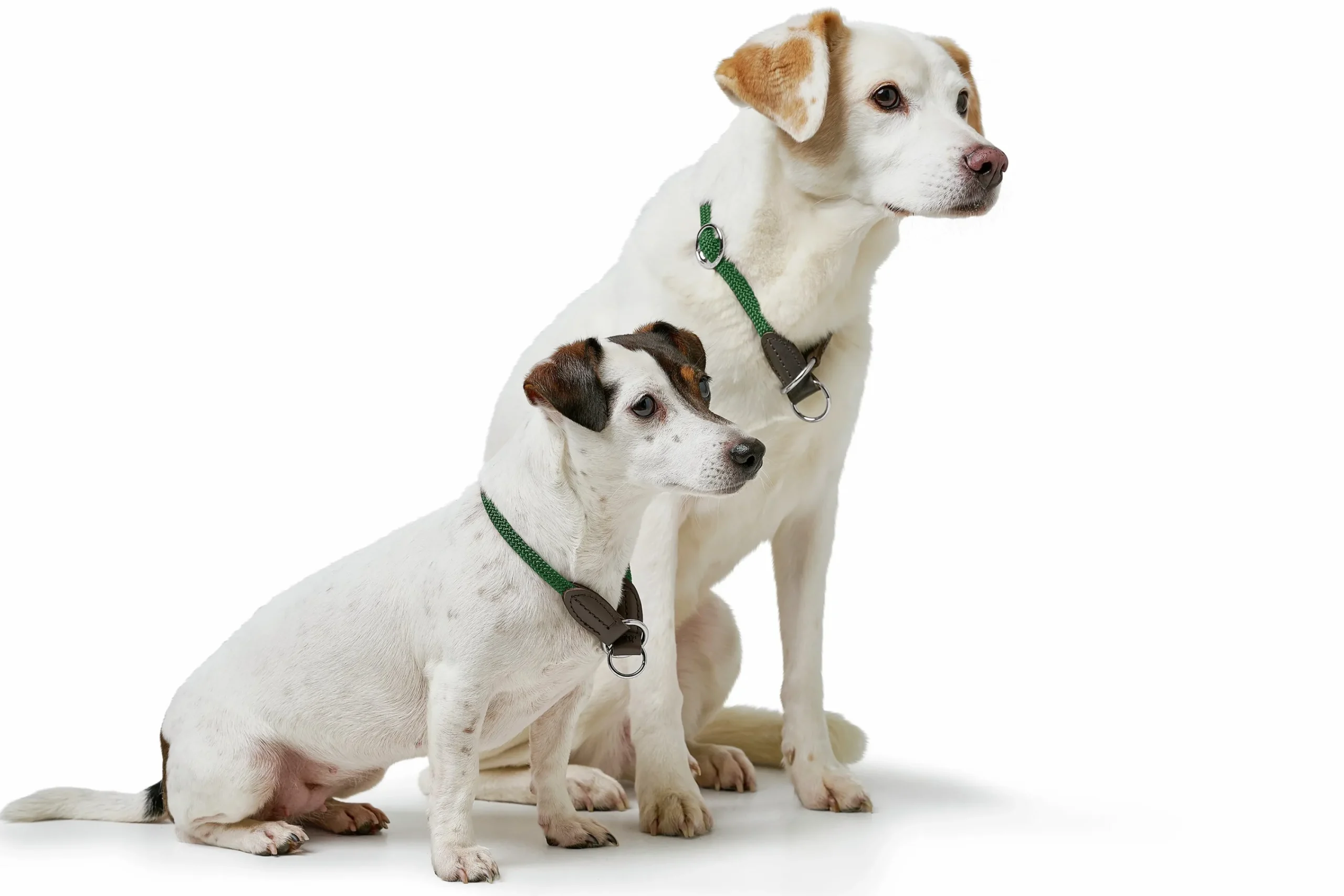 Hundhalsband Freestyle Halvstryp Grön>Hunter Online