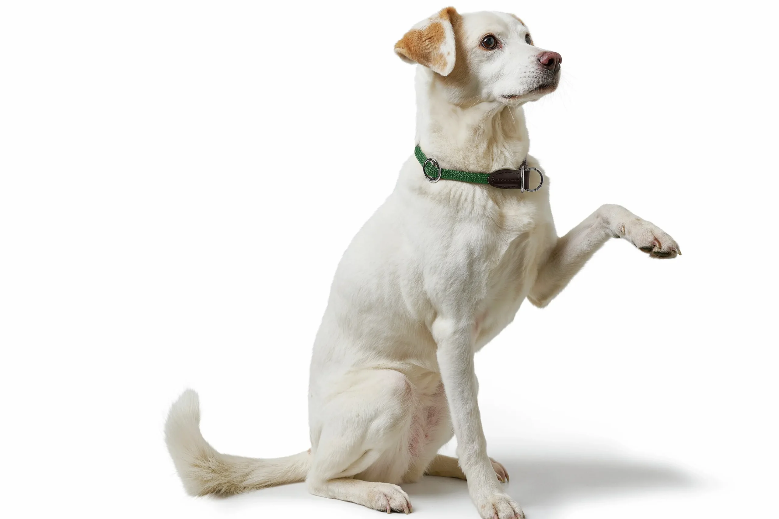 Hundhalsband Freestyle Halvstryp Grön>Hunter Online