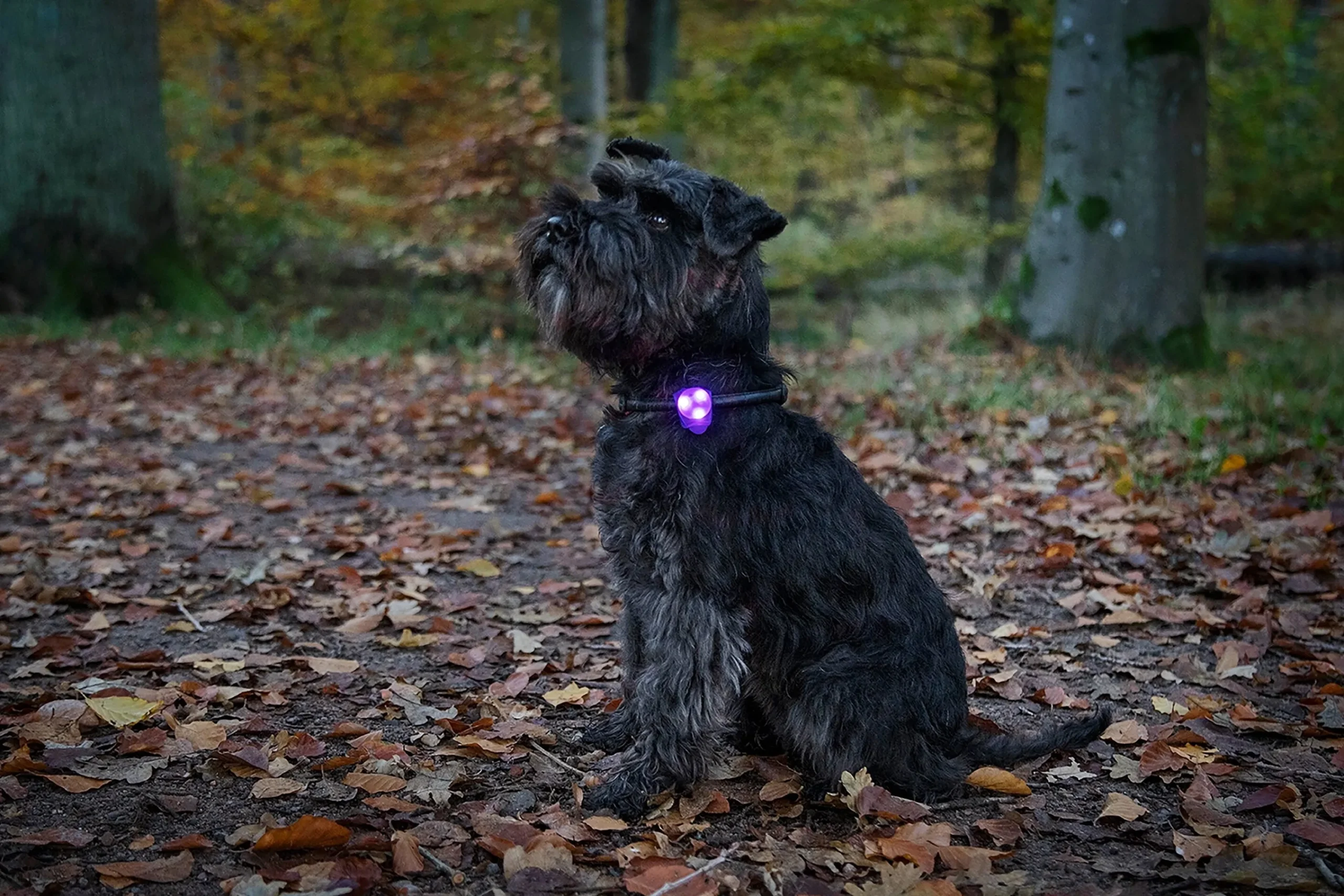 Hundlampa Basic LED>Dogman Outlet