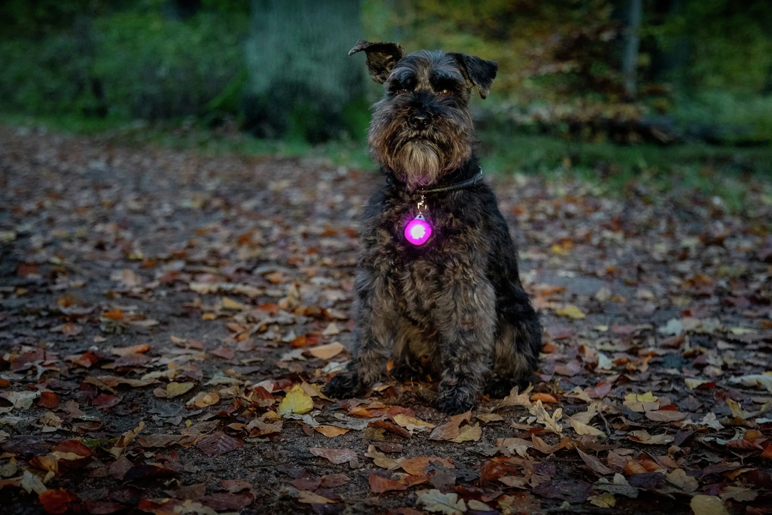 Hundlampa Burger LED>Dogman Discount