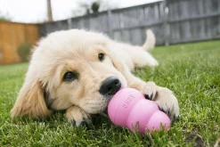 Hundleksak Puppy Blandade färger S>Kong Best