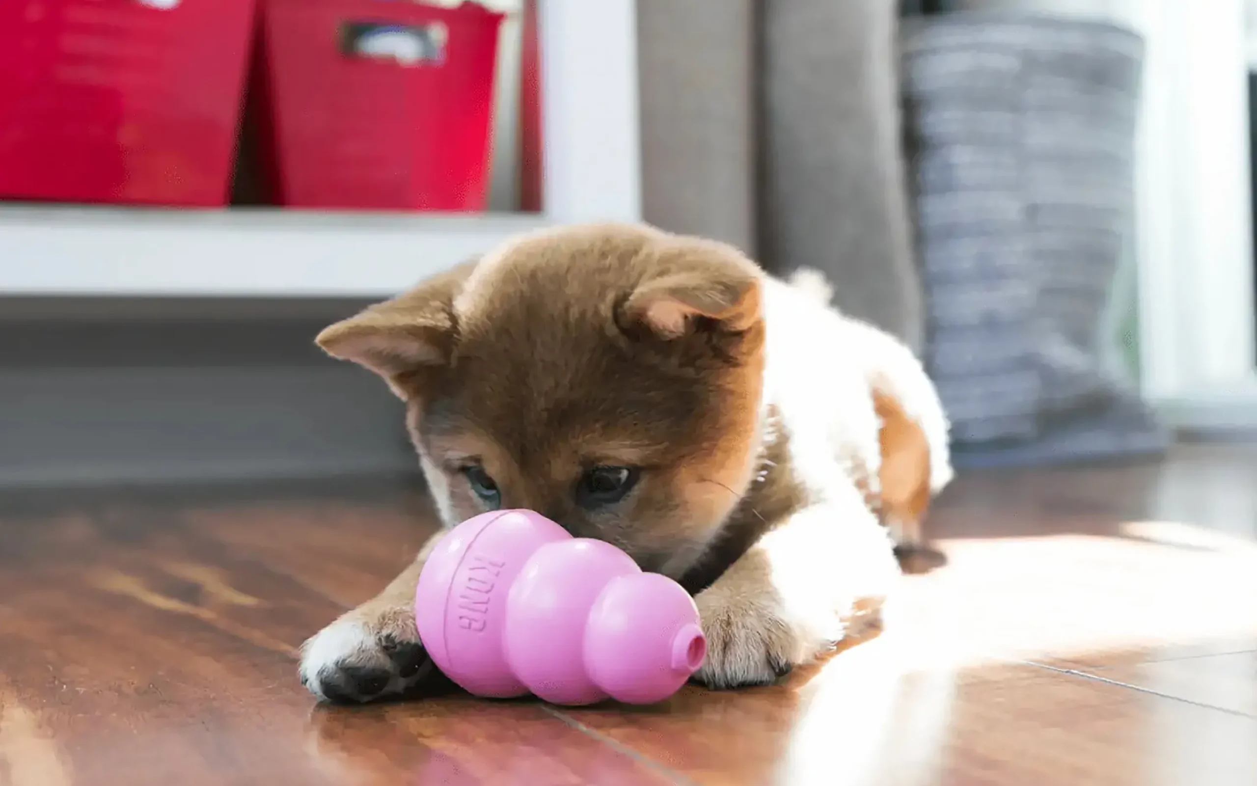 Hundleksak Puppy Blandade färger S>Kong Best