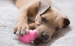 Hundleksak Puppy Blandade färger S><noscript><img width=