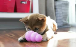 Hundleksak Puppy Blandade färger L>Kong Best