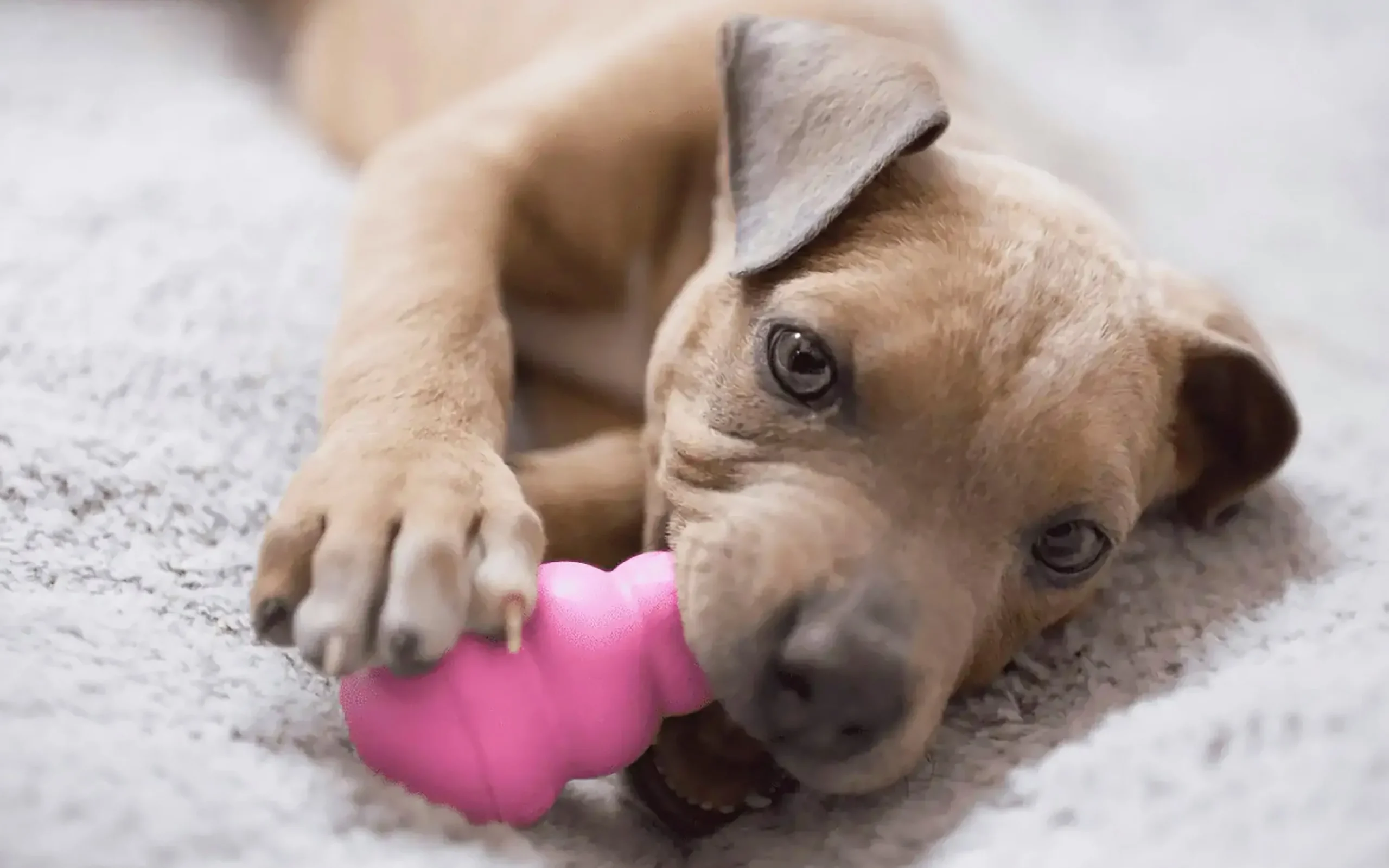 Hundleksak Puppy Blandade färger L>Kong Best