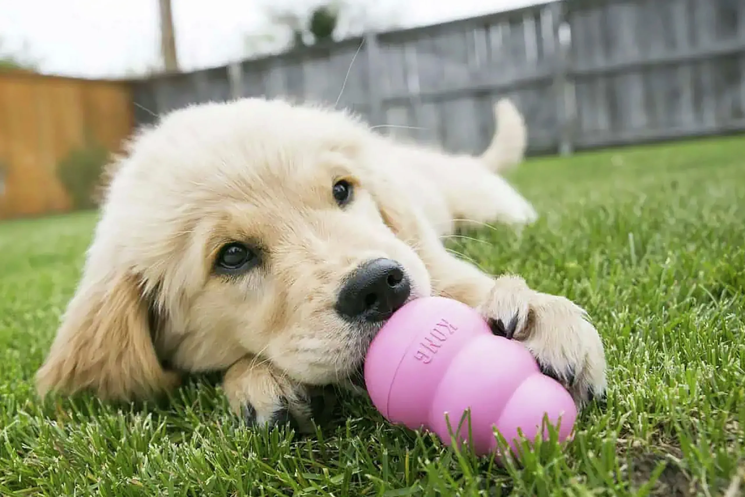 Hundleksak Puppy Blandade färger L>Kong Best
