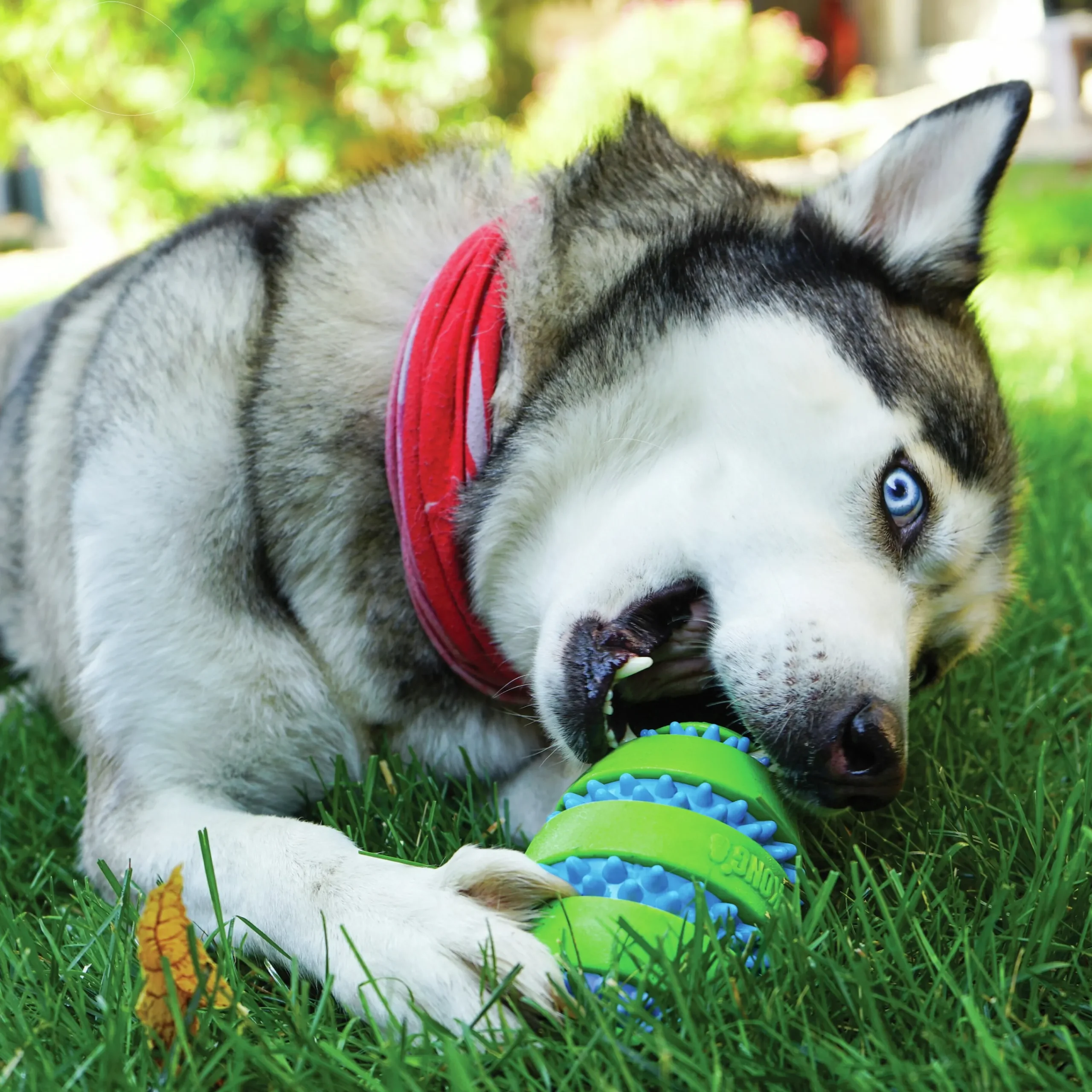 Hundleksak Squeezz Gooz Ball>Kong New