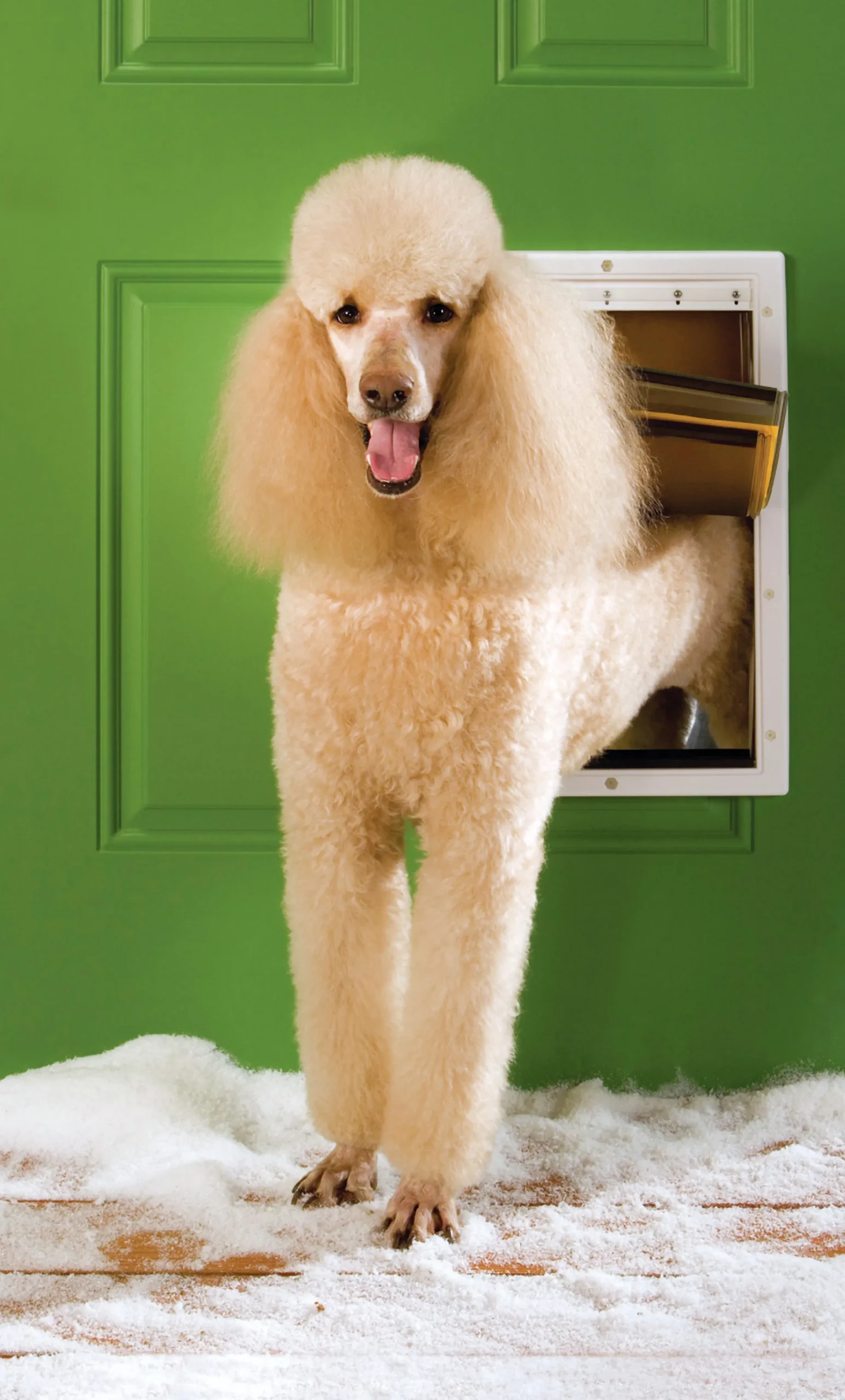 Hundlucka Extreme Weather Vit L>Petsafe Outlet