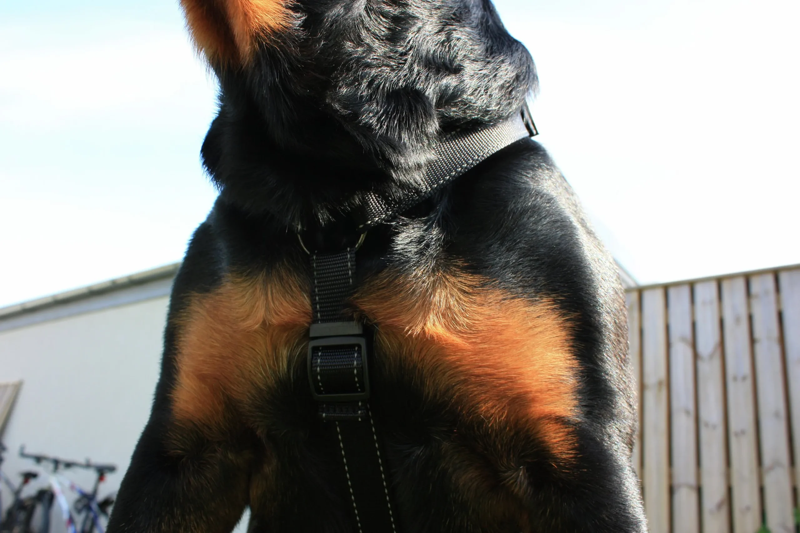 Hundsele H-sele Iris Ställbar>Dogman Hot