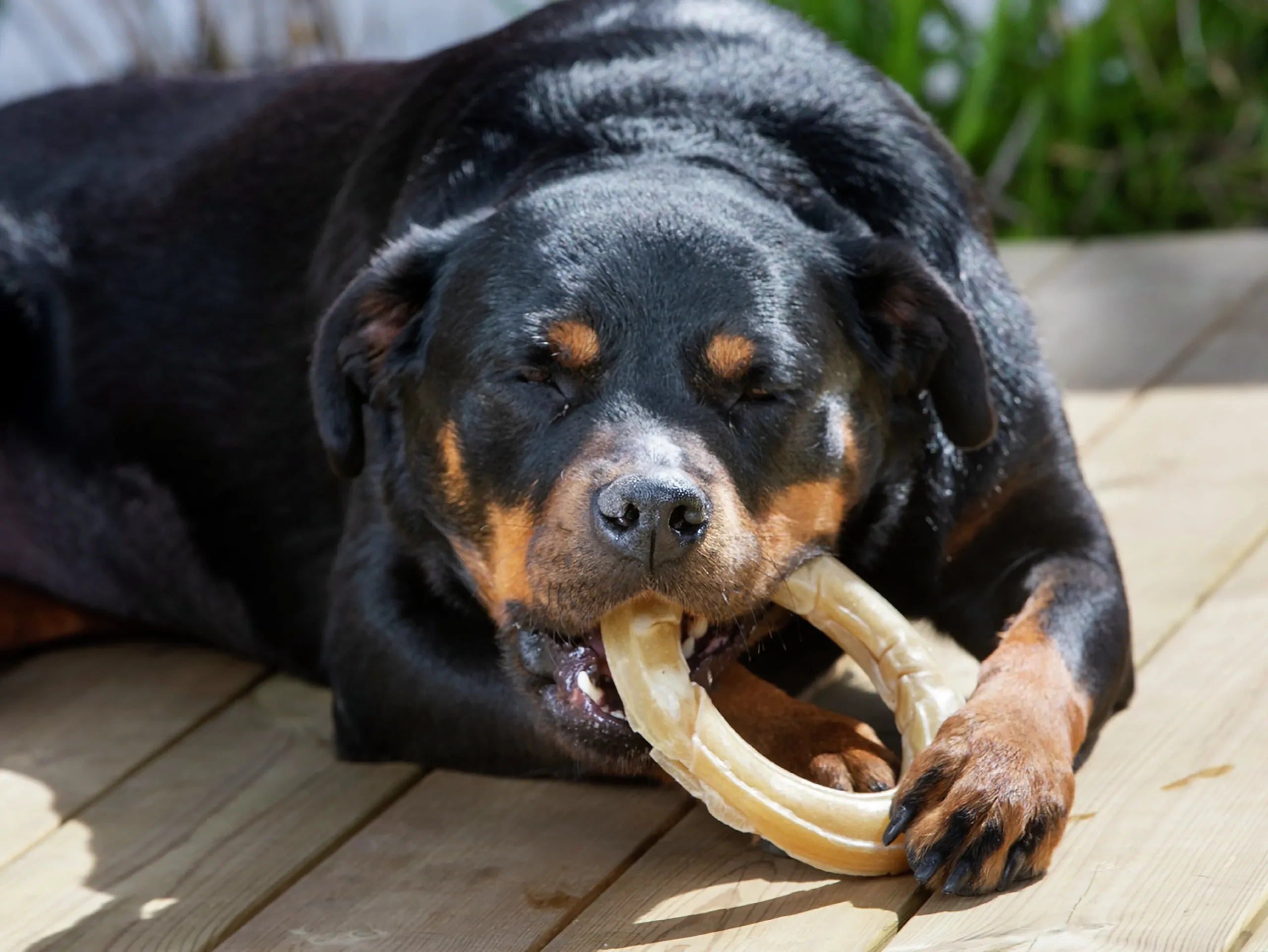 Hundtugg Tuggring Pressad Natur L 15cm>Dogman Best