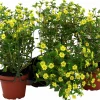 Husarknapp lat. Sanvitalia procumbens 'Compact'>Mäster Grön Online