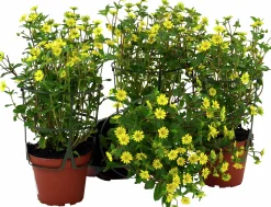 Husarknapp lat. Sanvitalia procumbens 'Compact'>Mäster Grön Online