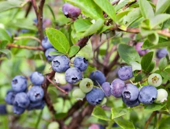 Hybridblåbär 'Emil'>Omnia garden Clearance