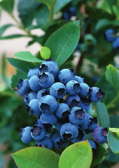 Hybridblåbär 'North Country'>Omnia garden Hot