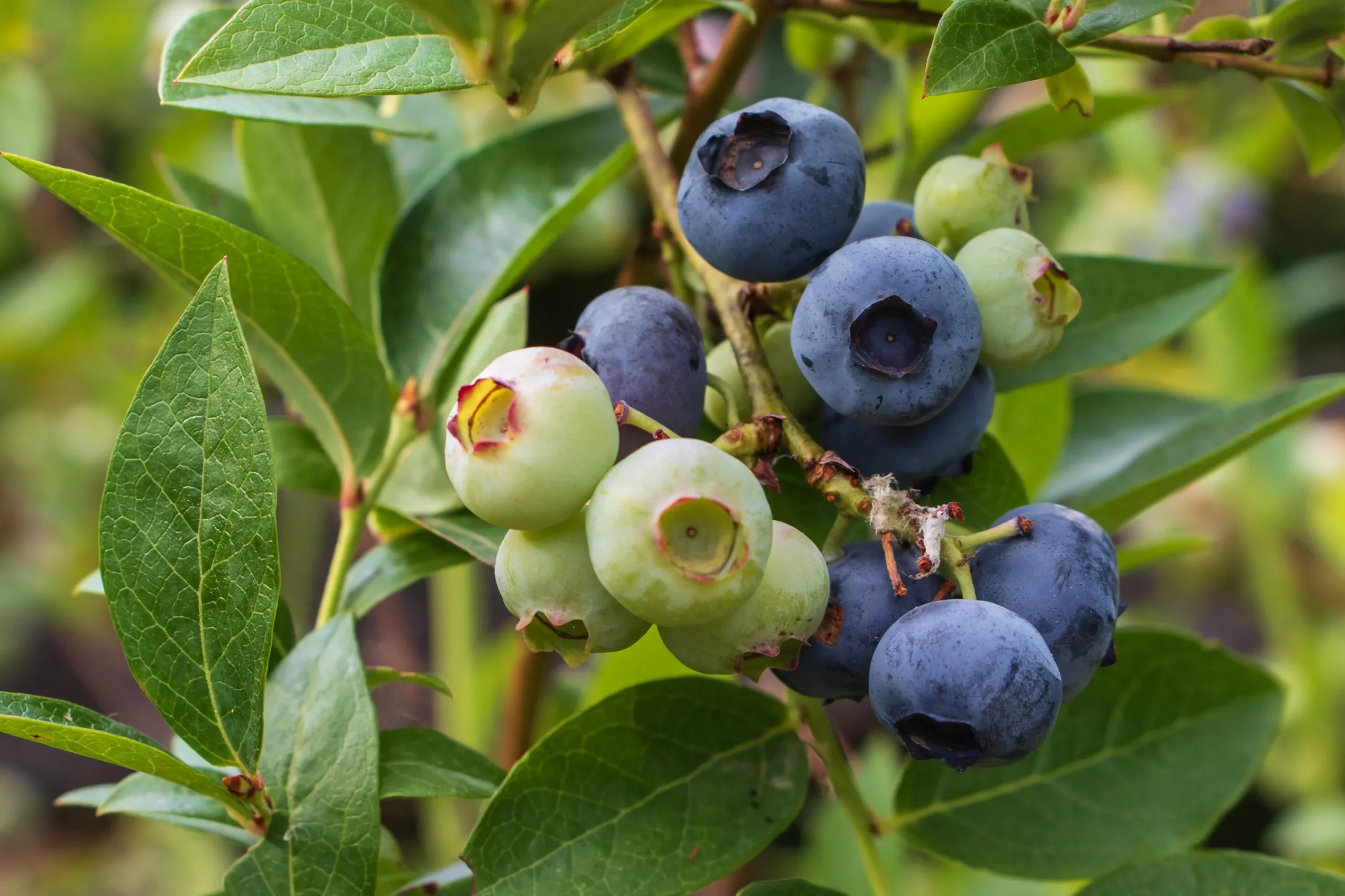 Hybridblåbär 'Putte'>Omnia garden Best