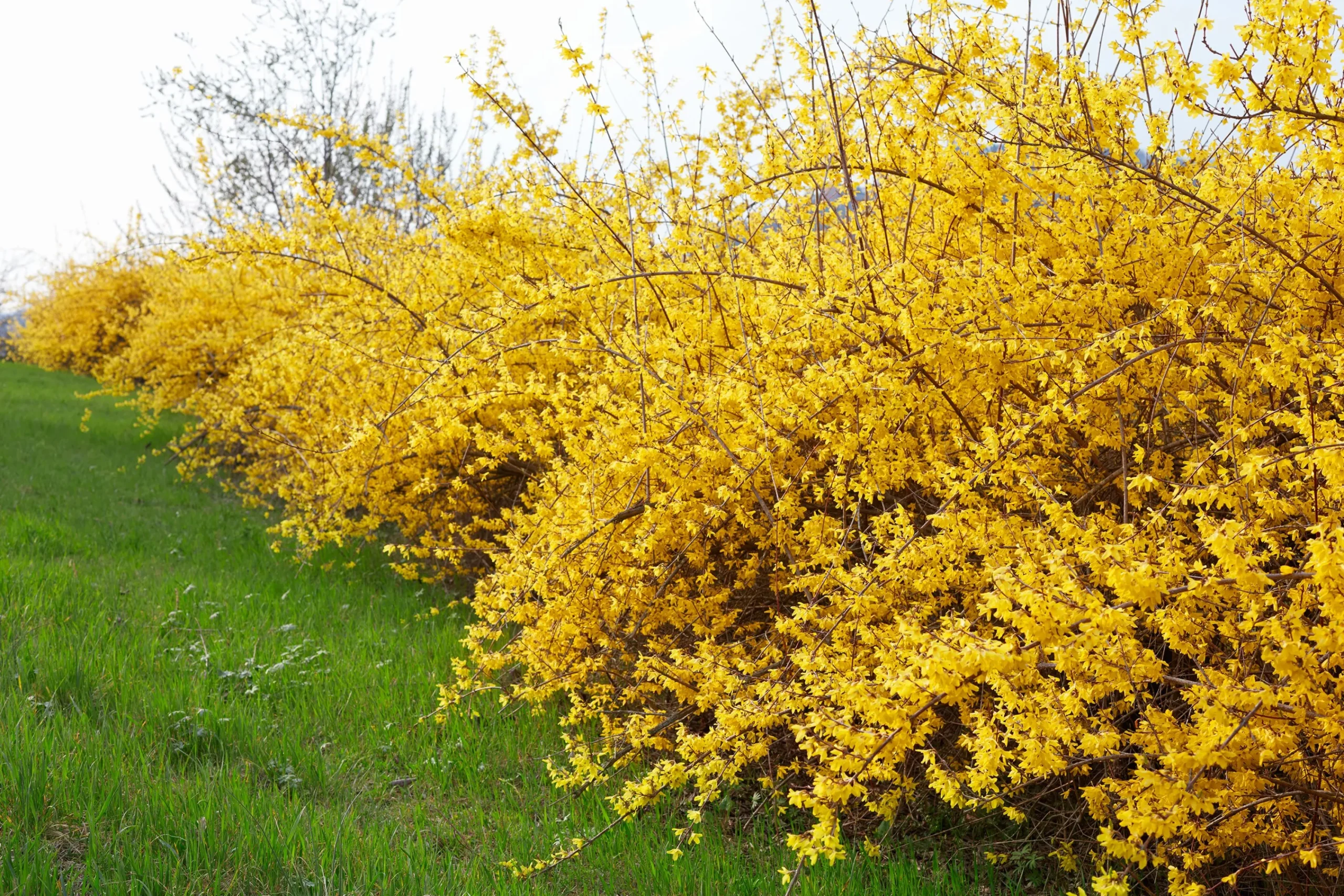 Hybridforsythia 'Freja' Certifierad Krukodlad>Omnia garden Sale