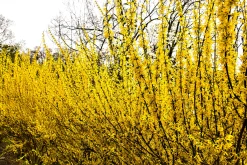 Hybridforsythia 'Freja' Certifierad Krukodlad><noscript><img width=