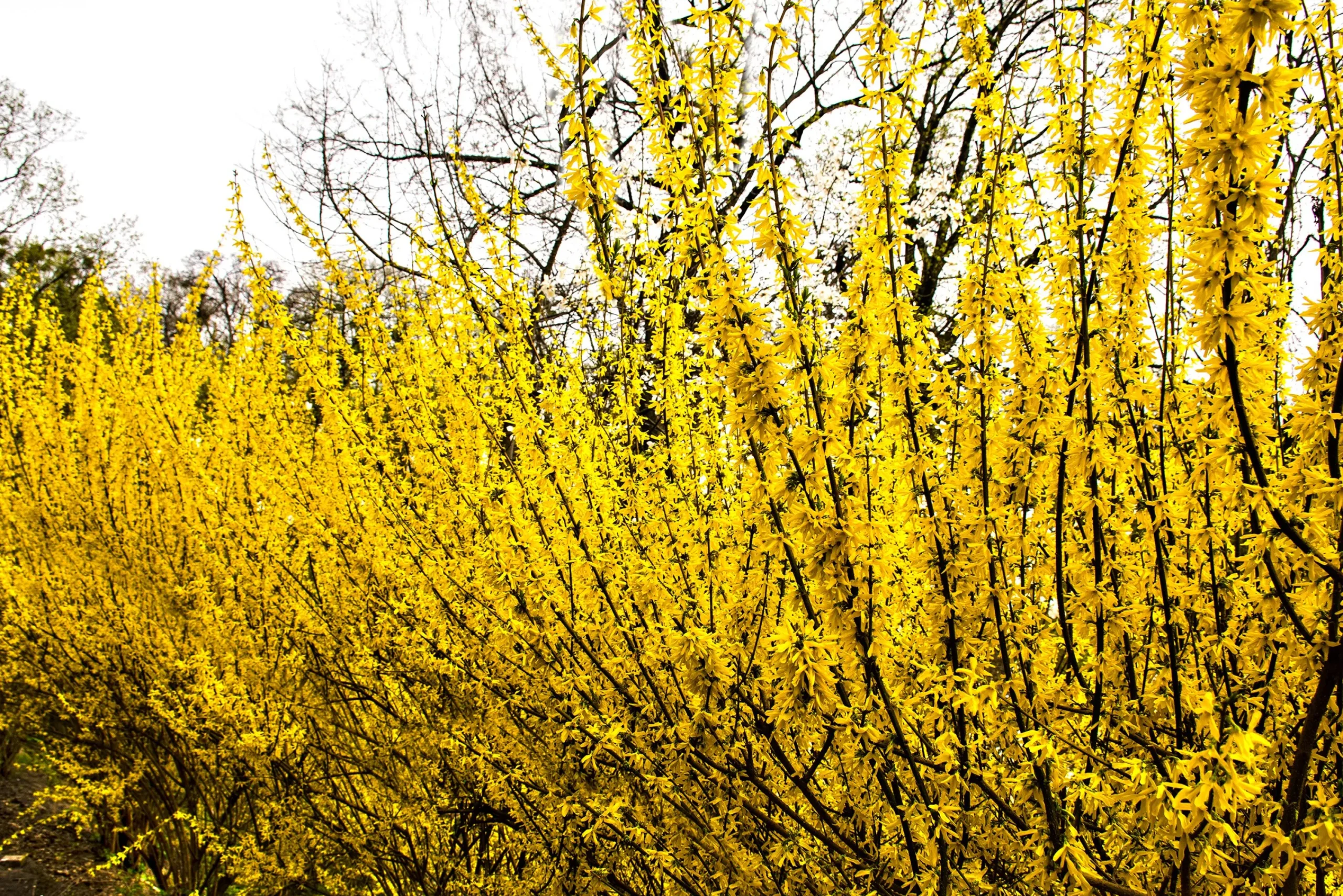 Hybridforsythia 'Freja' Certifierad Krukodlad>Omnia garden Sale