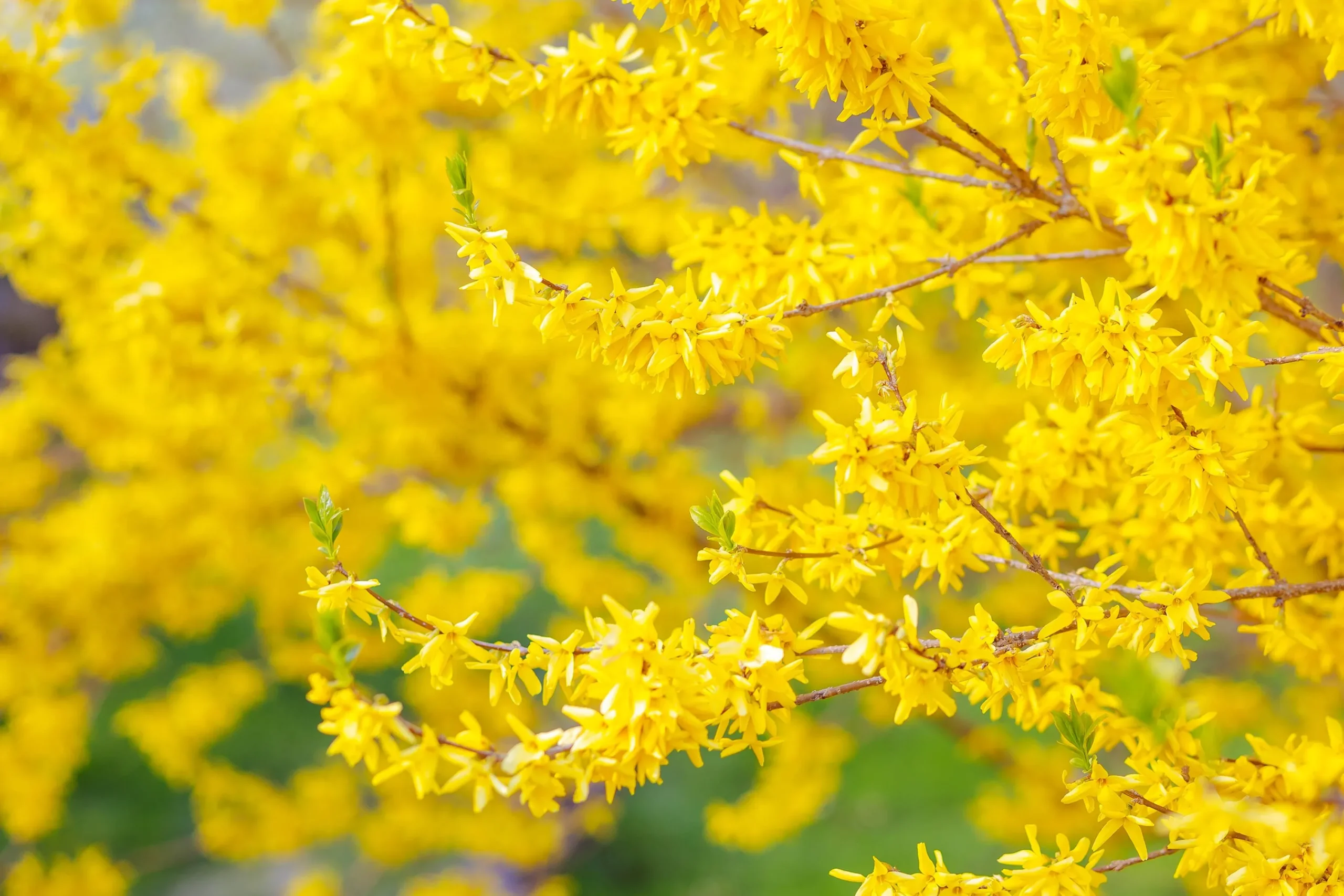Hybridforsythia 'Freja' Certifierad Krukodlad>Omnia garden Sale