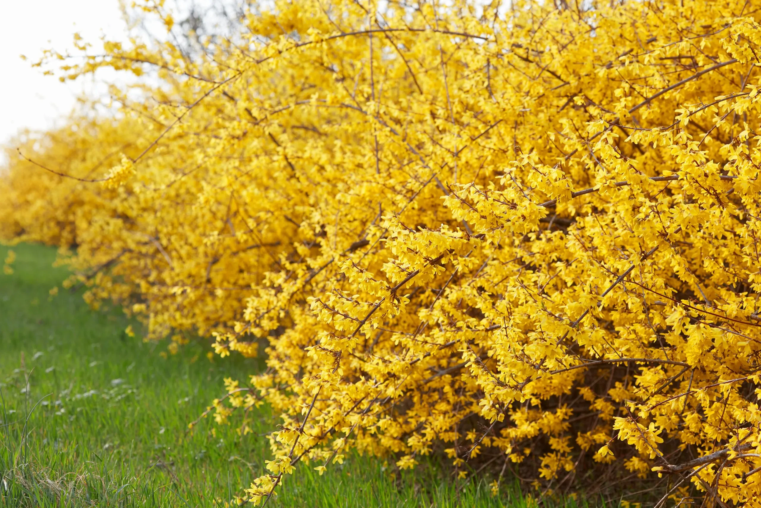 Hybridforsythia 'Freja' Certifierad Krukodlad>Omnia garden Sale