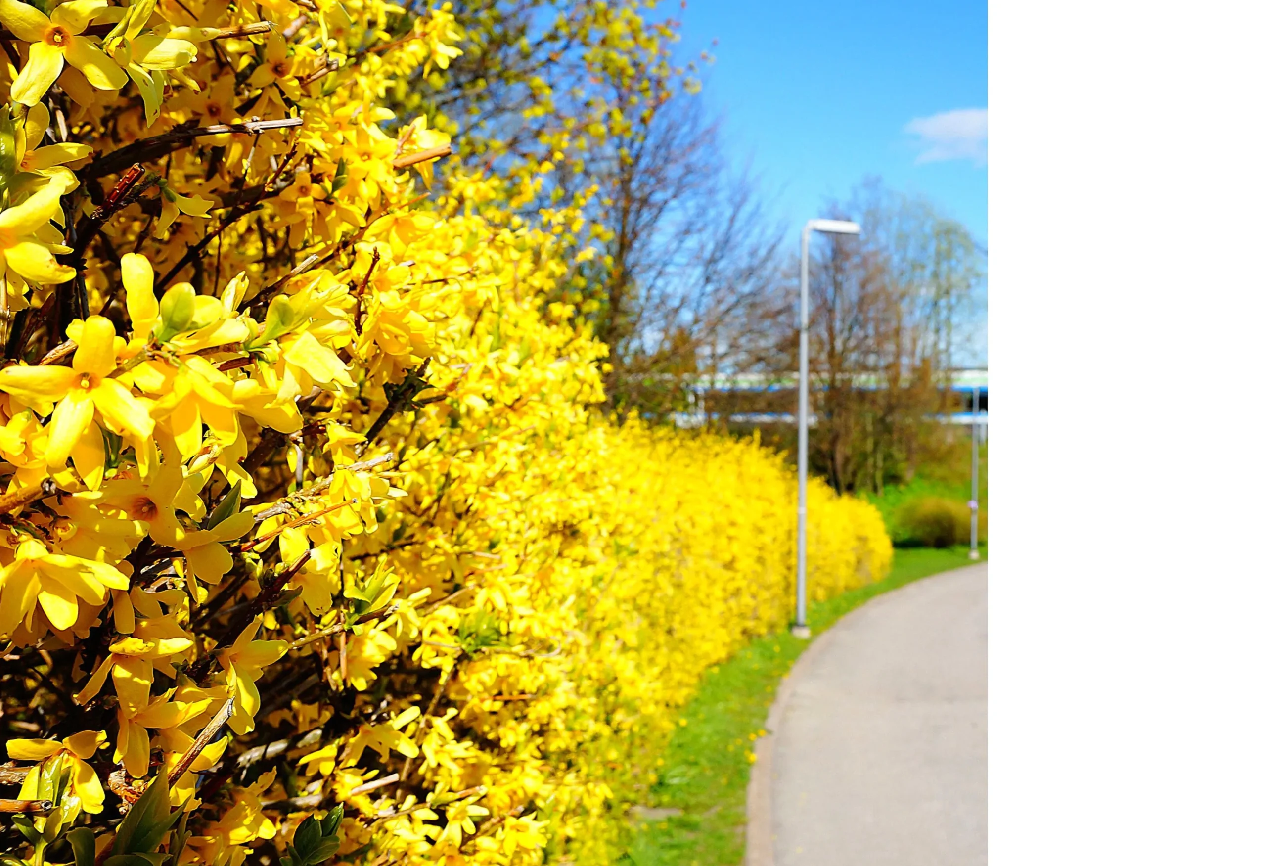 Hybridforsythia 'Freja' Certifierad Krukodlad>Omnia garden Sale