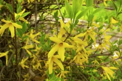 Hybridforsythia 'Lynwood Gold' Solitär Krukodlad>Omnia garden Outlet