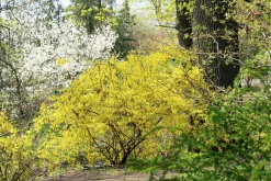 Hybridforsythia 'Lynwood Gold' Solitär Krukodlad>Omnia garden Outlet