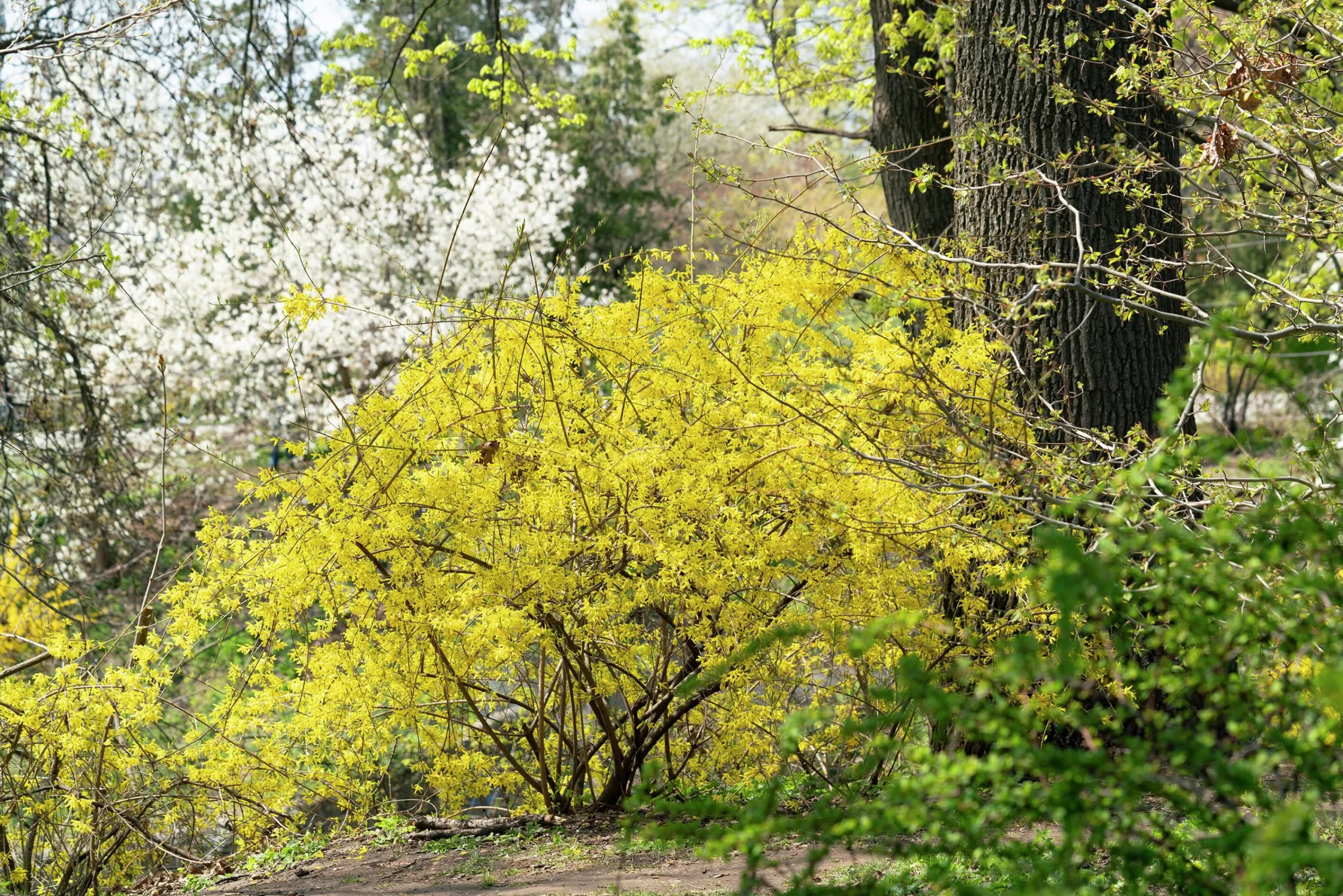 Hybridforsythia 'Lynwood Gold' Solitär Krukodlad>Omnia garden Outlet