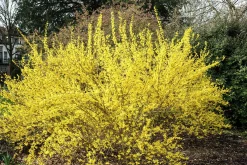 Hybridforsythia 'Lynwood Gold' Solitär Krukodlad><noscript><img width=