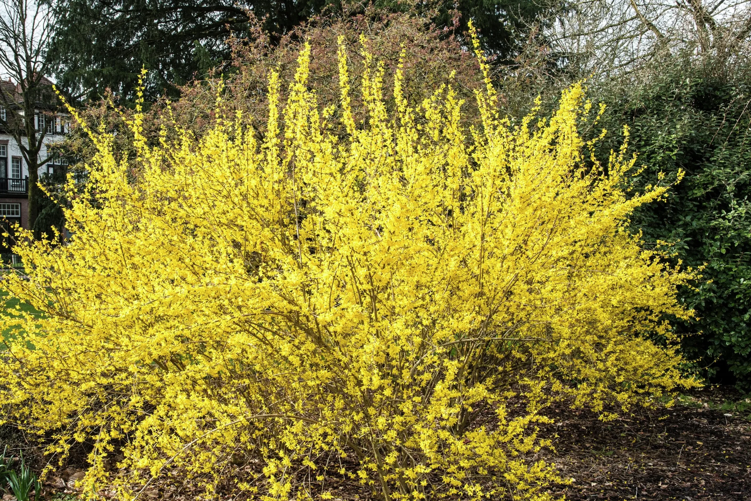 Hybridforsythia 'Lynwood Gold' Solitär Krukodlad>Omnia garden Outlet
