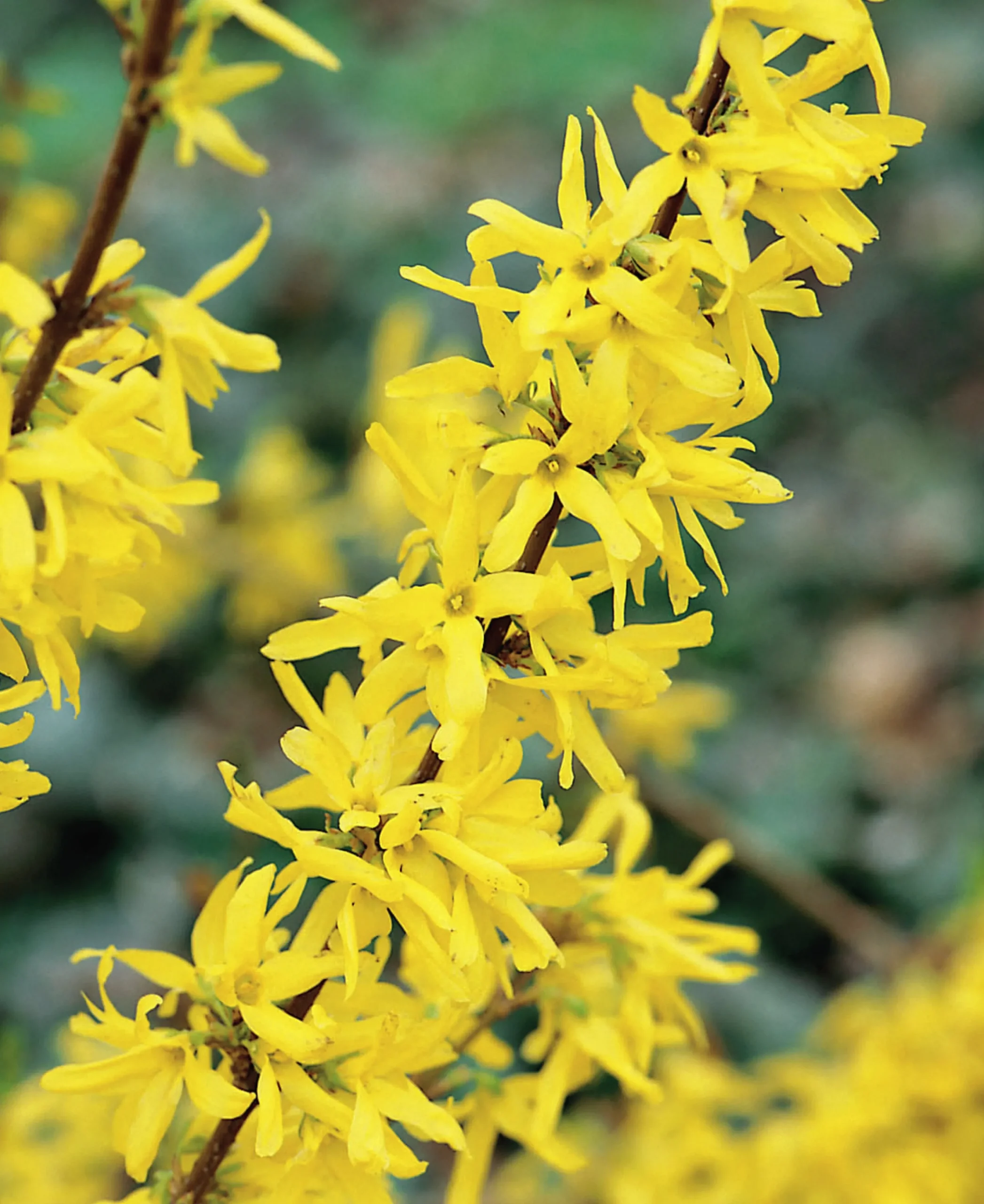 Hybridforsythia 'Lynwood Gold' Solitär Krukodlad>Omnia garden Outlet